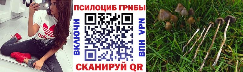 даркнет как зайти  Аткарск  Псилоцибиновые грибы MAGIC MUSHROOMS 